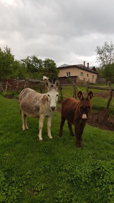 vând lapte de magarita