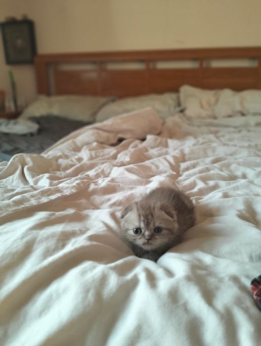 Шотландцы  тёмных окрасов