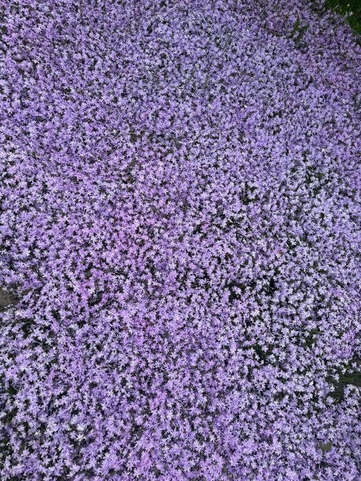 Продаются хоста и гибискус