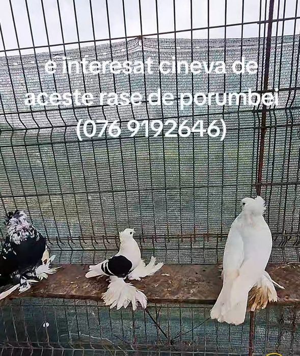 Porumbei uriași maghiari