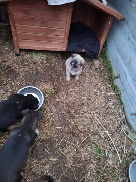 Catelusi pentru adoptie