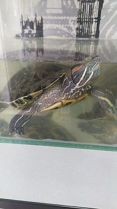 Краснаухая черепха большая