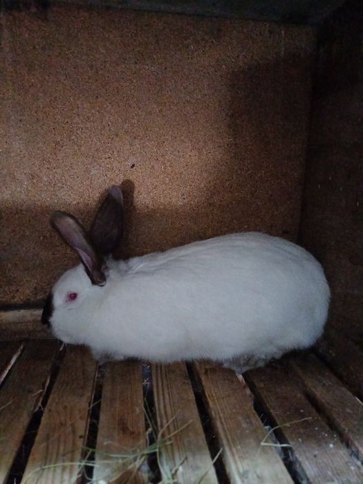 Продам молодых самцов.