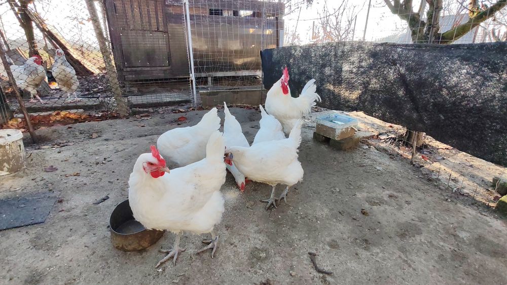 Familie La Bresse si cocoși