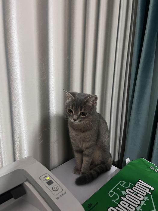 Отдаю в хорошие руки