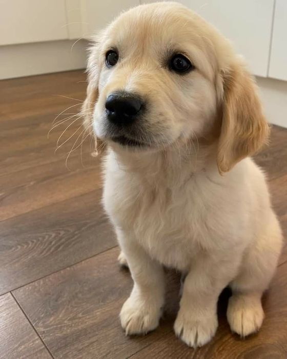 Golden retriever mascul