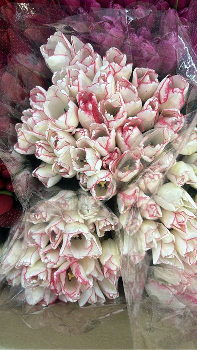 Тюльпаны оптом и в розницу