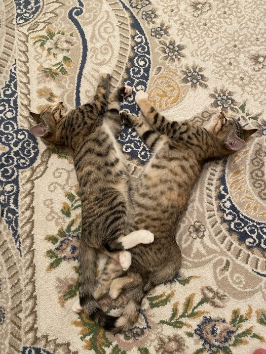 Отдам двух котят в хорошие руки, девочки с необычным раскрасом
