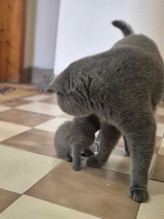 Британски котета