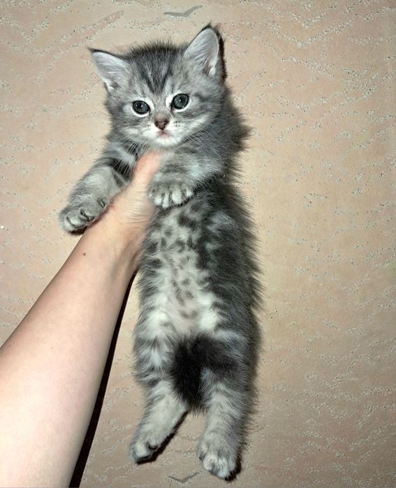 Шотландский прямоухий мальчик