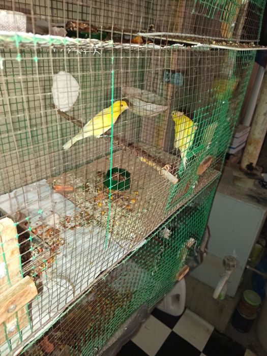 Канарейка сотилади 5000 минг пара