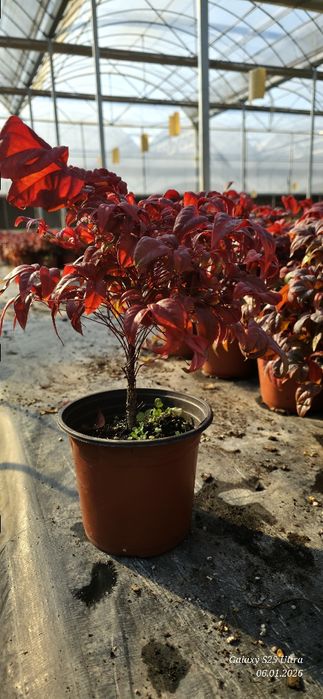 Нандина кучатлари оптом