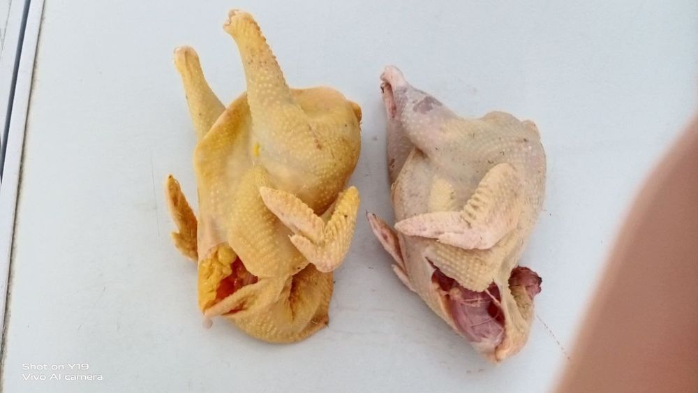 Quyon va joja xoroz gowtlari sotiladi