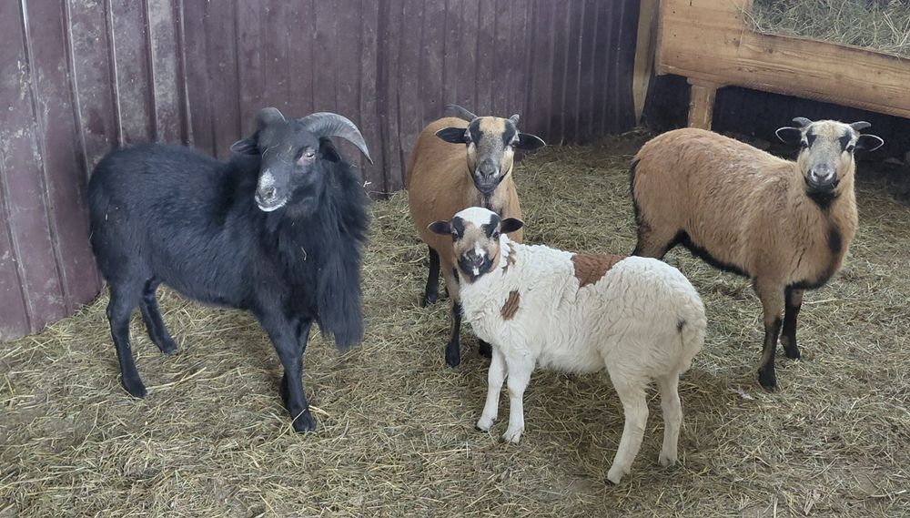 Vand sau schimb  oi de camerun