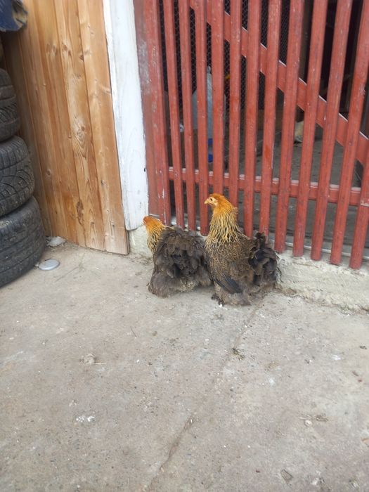 Vand gaini cochinchina  pitic gat auriu