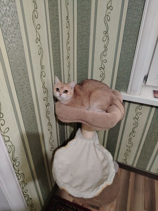 Tasodifiy xotinni aldagan porno videolar