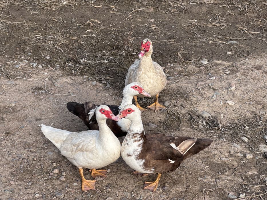 Индоутки семья 3 самки 1 самец