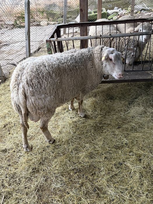 Продавам коч на 2г