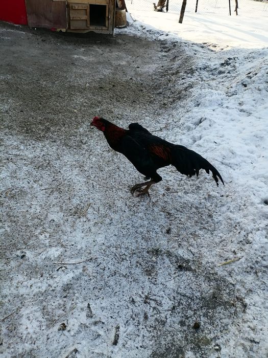 Продам петуха дакан