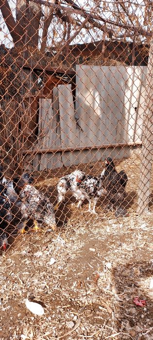 Продам цыплят. Порода .