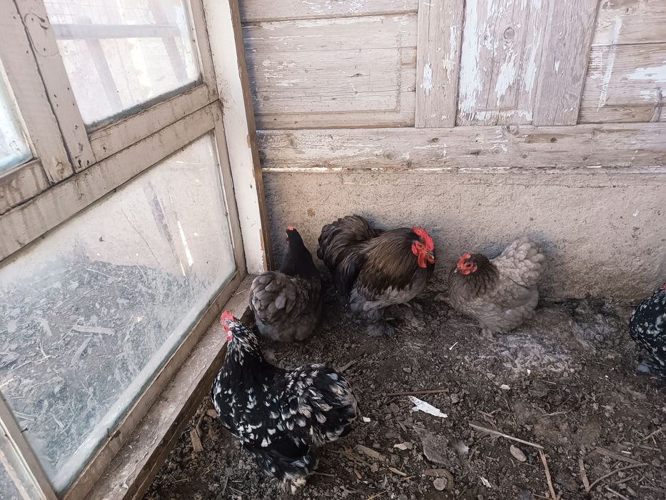 Карликтер сатылады