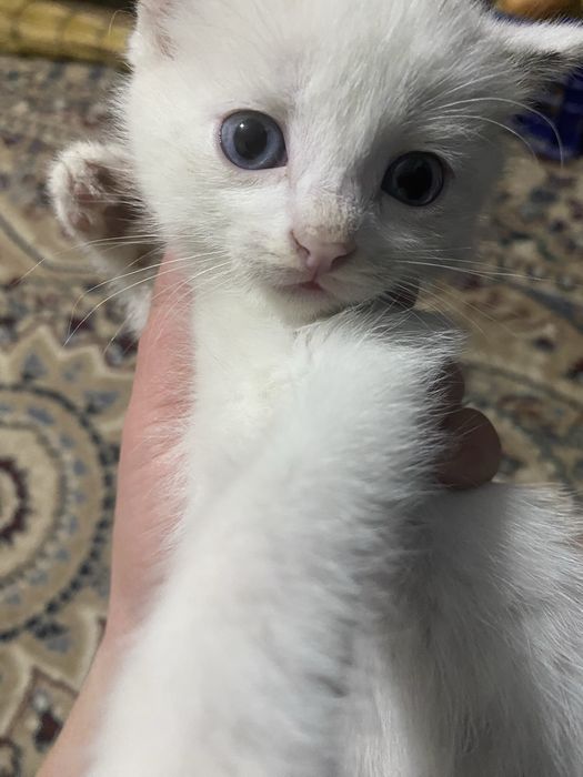 Отдам котят в добрые руки