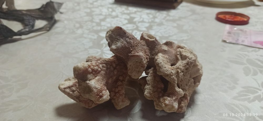 Продам морские кораллы