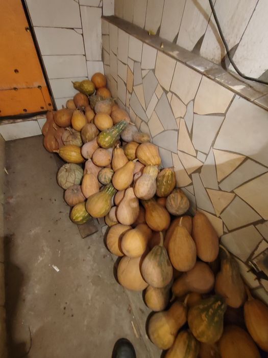 Тыква.. мантная.