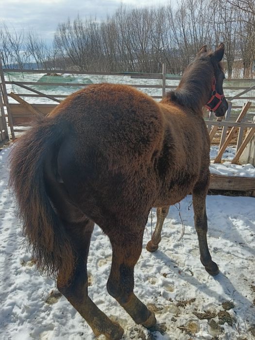 2 Mânze top sură și brează 7 luni-6 luni negociabil