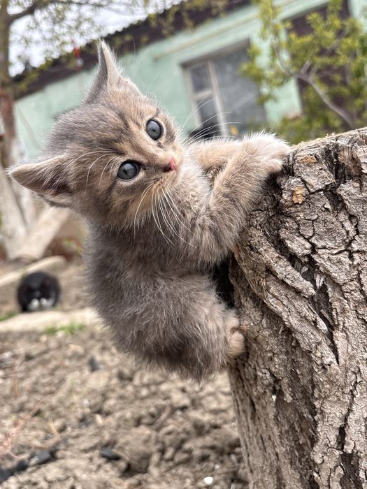Котята мальчики бесплатно