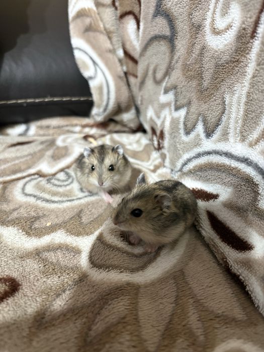 Donez pui de hamster pitic