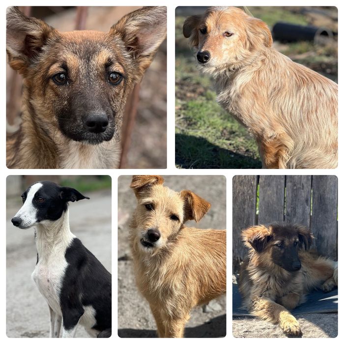 Собаки в хорошие руки