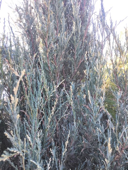 Продам можжевельник казацкий