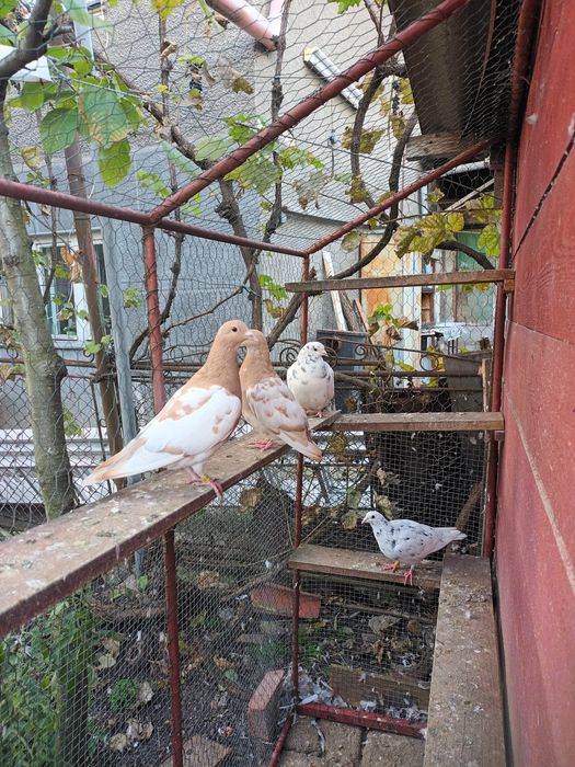 Porumbei meulemans trenton