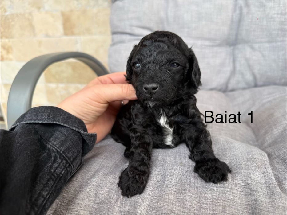 Pudel mini disponibili