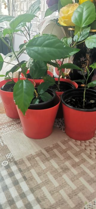 Vând pui de trandafir japonez cu floare galben - oranj