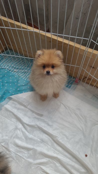 Продаются шикарные шпицы