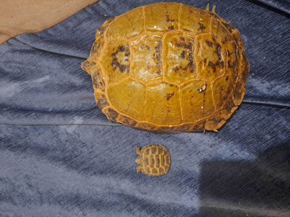 Toshbaqa Gigant katta большая Черепаха