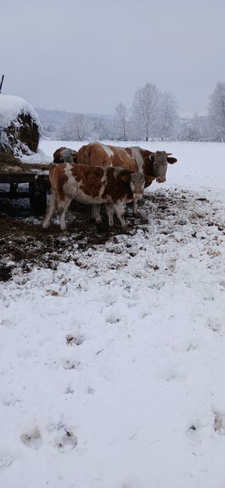 Vand vaci cu vitei langa ele