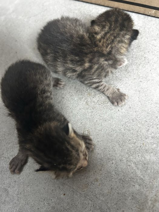 Кошки Отдам хорошоми руками