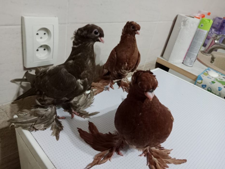 Продам   Голубей