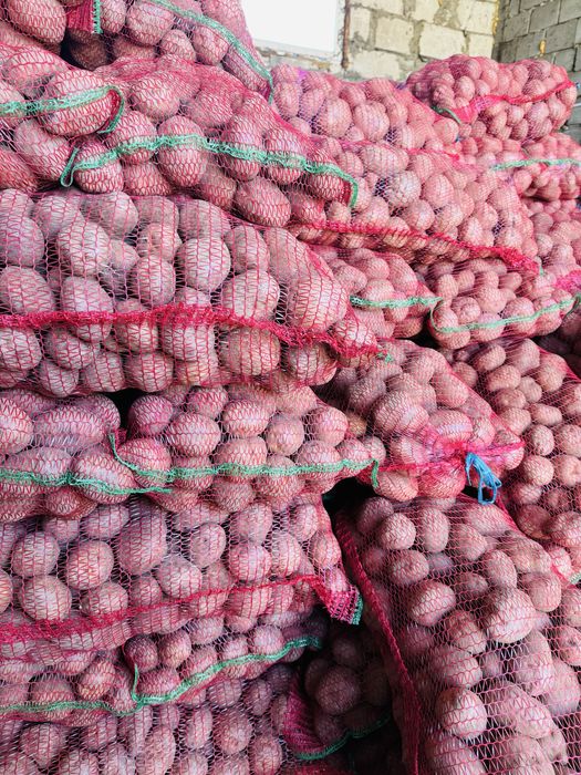 Sămânță cartofi roșii Bellarosa