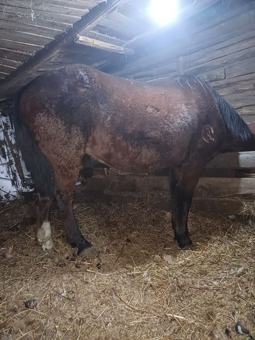 продам кобылу жеребую