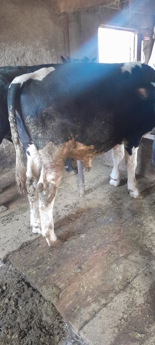 Продам бычков крупные