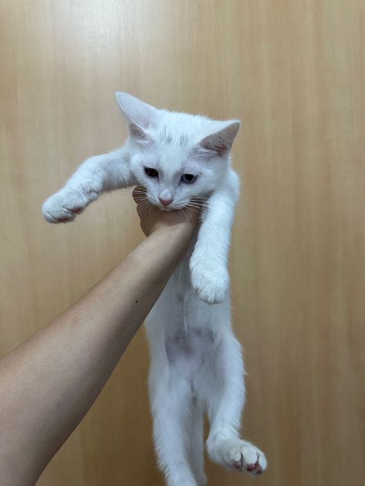 Котёнок 3 месяца