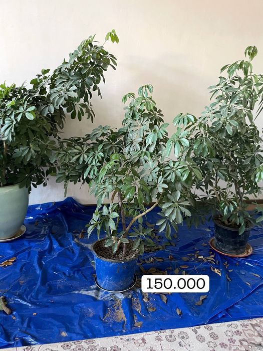 Гуллар сотилади Срочно !