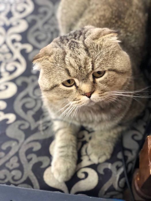 Scottish fold sotiladi