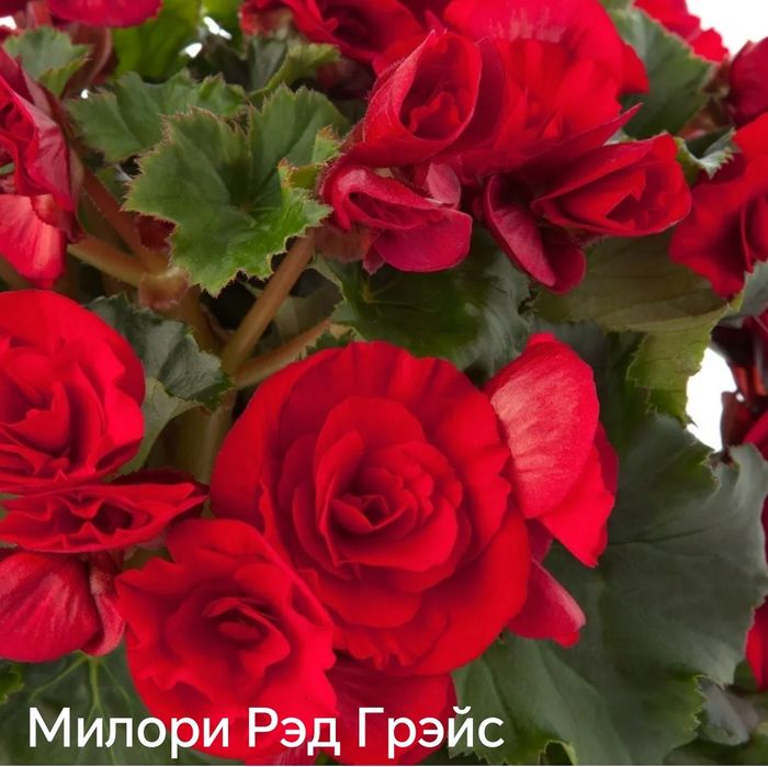 Вечноцветущие бегонии