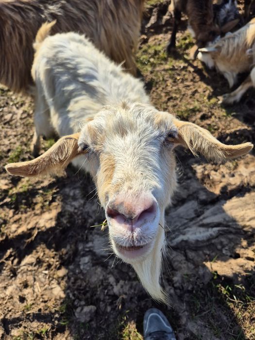 Capre fătate și depuse