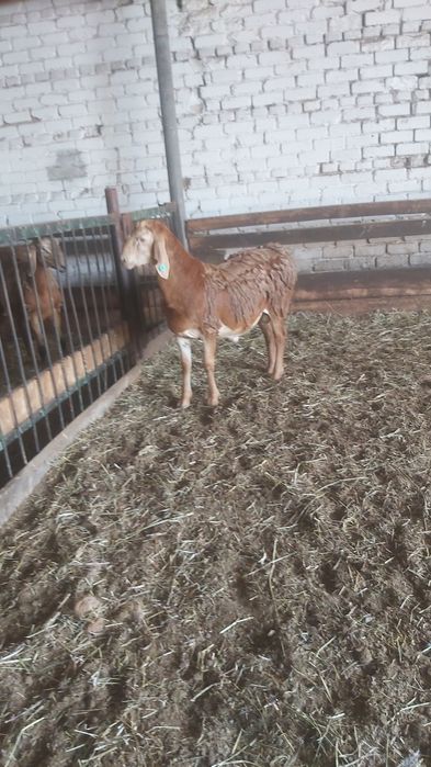 Продам гиссарского кошкара